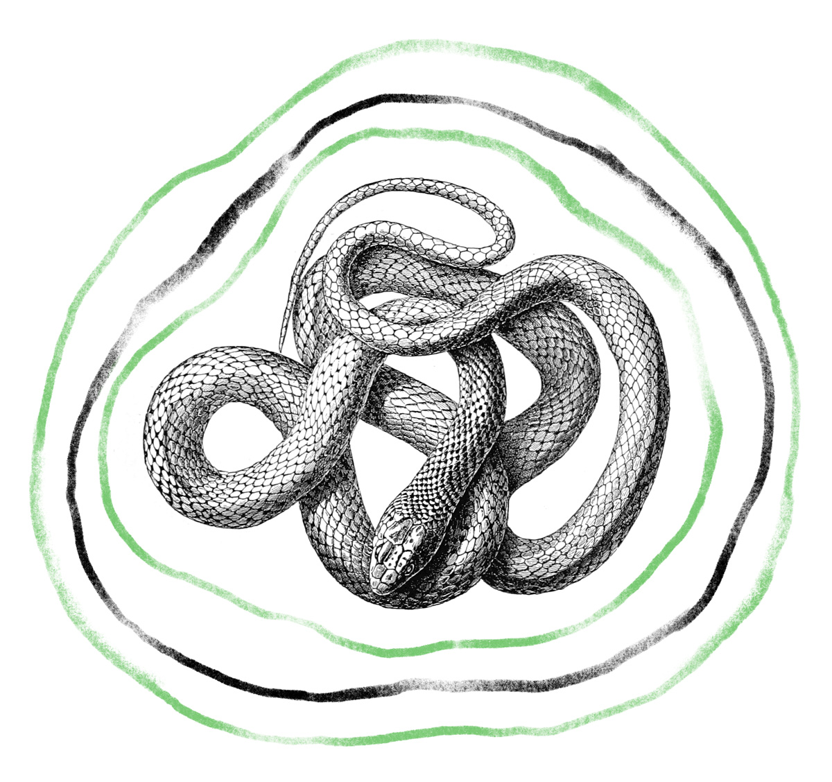 Schwarz-weiß-Illustration einer Schlange