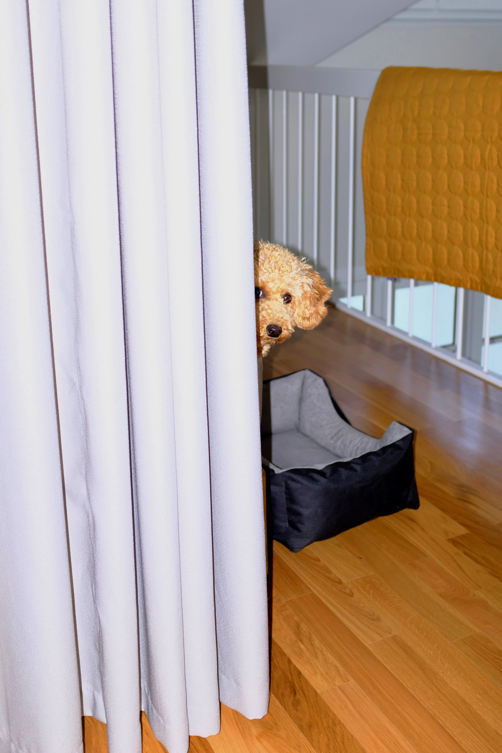 Gisela, the small golden poodle, looking to the camera from behind a curtain
